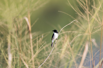 Adult Jerdon's bush chat, angle view, front shot, in the morning under the beautiful light perching on top of the tgrass near the dam area in montane forest, northern Thailand.