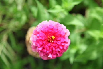 Close up pink Zinnia