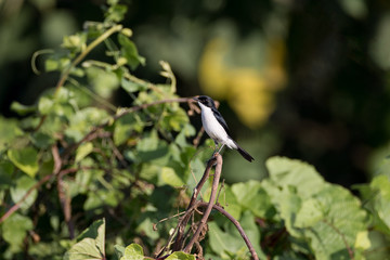 Adult Jerdon's bush chat, angle view, front shot, in the morning under the beautiful light perching on top of the tgrass near the dam area in montane forest, northern Thailand.