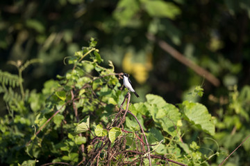 Adult Jerdon's bush chat, angle view, front shot, in the morning under the beautiful light perching on top of the tgrass near the dam area in montane forest, northern Thailand.