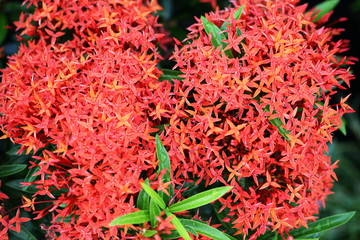 Closeup red flower ,Indian Jasmine.scientific name Ixora chinensis Lamk