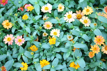 Fototapeta premium Zinnia flowers