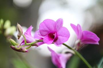 Fototapeta na wymiar Beautiful pink orchid in the garden.
