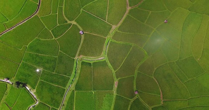 aerial view birds eyes view shot on a rice field. Rice farm Map 4K DCI