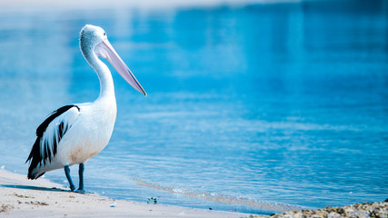 Fototapeta na wymiar Pelican on Waters Edge