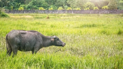 Side view of a female carabao (Bubalus bubalis), a water buffalo species indigenous to the Philippines, standing in a bright green grassy field.