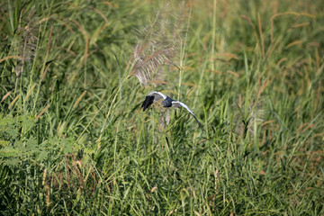 Beautiful adult Pied harrier, uprisen angle view, front shot, in the morning spread wings, flying...