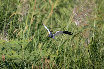 Beautiful adult Pied harrier, uprisen angle view, front shot, in the morning spread wings, flying...