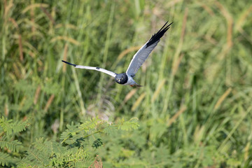 Beautiful adult Pied harrier, uprisen angle view, front shot, in the morning spread wings, flying to explore food under the clear sky in montane forest on high mountain in northern Thailand.