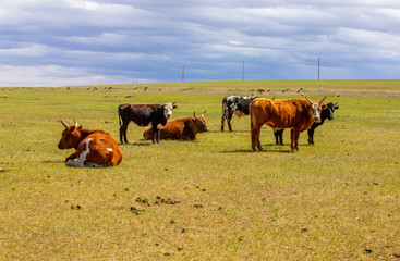 mongolie les animaux de la steppe