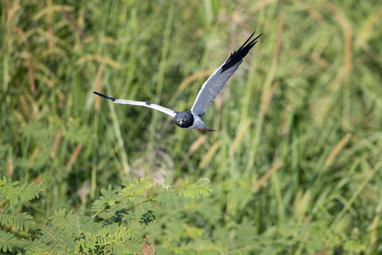 Beautiful adult Pied harrier, uprisen angle view, front shot, in the morning spread wings, flying to explore food under the clear sky in montane forest on high mountain in northern Thailand.