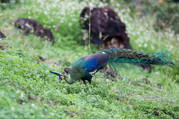 Naklejka premium Closed up beautiful male Green peafowl or Java peafowl, angle view, front shot, foraging on the ground in the grassland under the clear sky in tropical montane forest, northern Thailand.