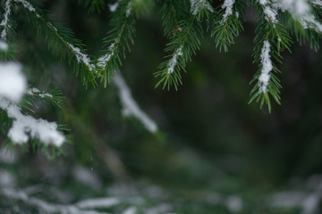 branches of pine tree or fir tree with snow in winter with copy space