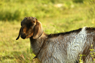 a hardy domesticated ruminant mammal that has backward-curving horns and (in the male) a beard. It...