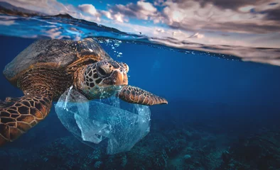 Deurstickers Onderwaterdier een schildpad die plastic zak eet, Probleem met milieuvervuiling van het water © willyam