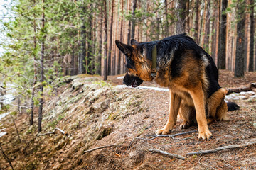 Dog German Shepherd in the forest in an early spring