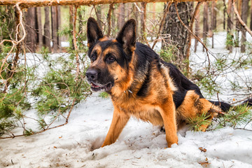 Dog German Shepherd in the forest in an early spring