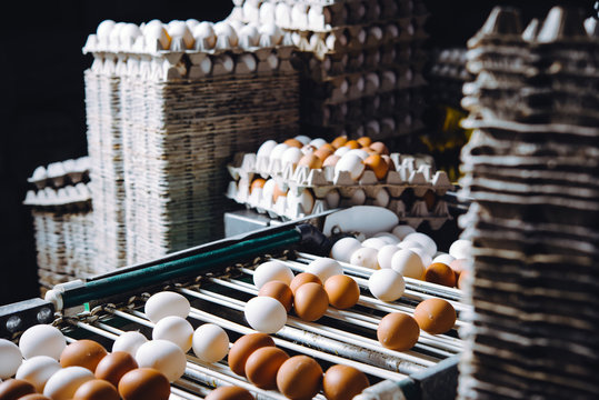 egg factory plant agriculture poultry chicken farm
