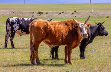 mongolie les animaux de la steppe