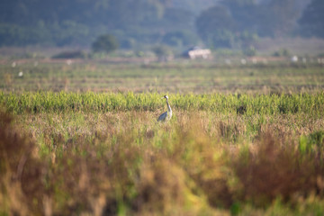 Common crane, also known as Eurasian crane, low angle view, side shot, in the morning under the beauty light foraging in wetland on the rice paddles near the mountain in northern Thailand.