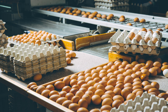 egg factory plant agriculture poultry chicken farm