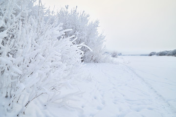 Snowy road among the trees covered with frost on a winter