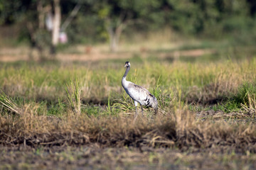 Obraz na płótnie Canvas Common crane, also known as Eurasian crane, low angle view, side shot, in the morning under the beauty light foraging in wetland on the rice paddles near the mountain in northern Thailand.