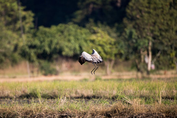 Common crane, also known as Eurasian crane, low angle view, side shot, in the morning under the beauty light spread wings and flying on the rice paddles near the mountain in northern Thailand.