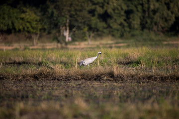 Obraz na płótnie Canvas Common crane, also known as Eurasian crane, low angle view, side shot, in the morning under the beauty light foraging in wetland on the rice paddles near the mountain in northern Thailand.