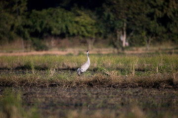 Common crane, also known as Eurasian crane, low angle view, side shot, in the morning under the beauty light foraging in wetland on the rice paddles near the mountain in northern Thailand.