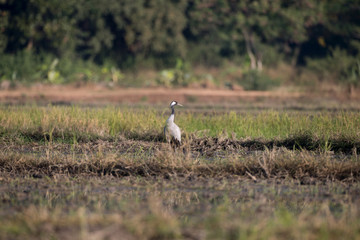 Obraz premium Common crane, also known as Eurasian crane, low angle view, side shot, in the morning under the beauty light foraging in wetland on the rice paddles near the mountain in northern Thailand.
