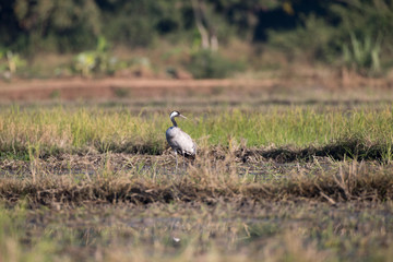 Common crane, also known as Eurasian crane, low angle view, side shot, in the morning under the beauty light foraging in wetland on the rice paddles near the mountain in northern Thailand.