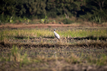 Common crane, also known as Eurasian crane, low angle view, side shot, in the morning under the beauty light foraging in wetland on the rice paddles near the mountain in northern Thailand.