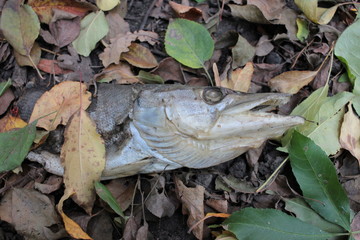 Natural still life with a head of dried fish among the dry autumn leaves in the forest. Contamination of forest and environment with food waste. Ecological problems
