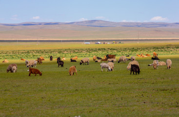 mongolie les animaux de la steppe