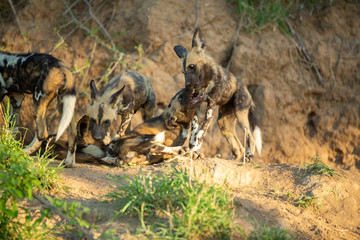 Wild Dog puppies and mom around a den site
