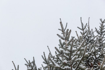 branches of pine tree or fir tree with snow in winter with copy space