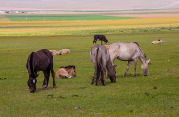 mongolie les animaux de la steppe