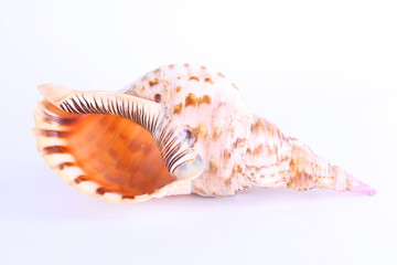 Sea shell isolated on the white background.