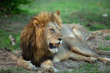 Large dominant male lion in the lowveld region of the Greater Kruger park.