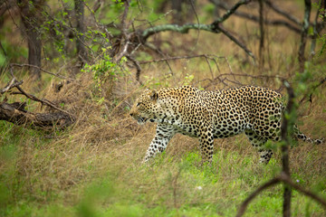 Fototapeta na wymiar Male Leopard in the green african bush