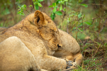 Young lion male cubs huddling up in the cooler rainy weather
