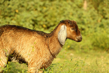 a hardy domesticated ruminant mammal that has backward-curving horns and (in the male) a beard. It...