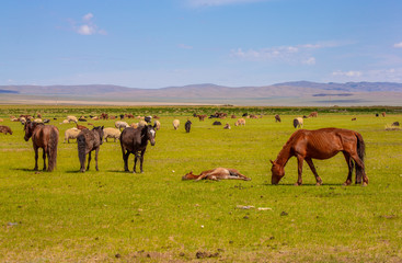 Naklejka na ściany i meble mongolie les animaux de la steppe