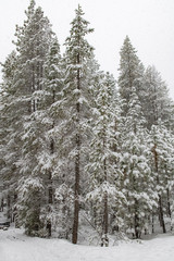 Naklejka premium Pine trees with a lot of snow in winter, background