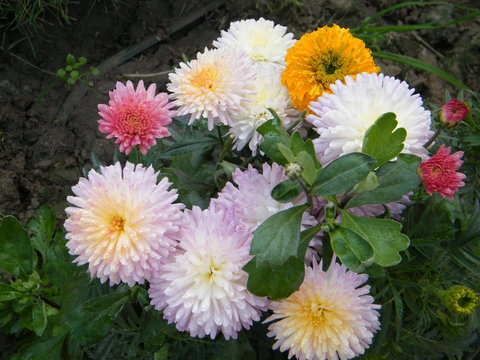 various types of flower from different cities of India 