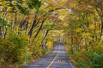 Fototapeta premium 秋の美しい大山のブナ林（大山隠岐国立公園）