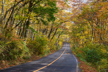 Fototapeta premium 秋の美しい大山のブナ林（大山隠岐国立公園）