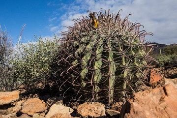 Fishhook barrel cactus in Saguaro National Park
