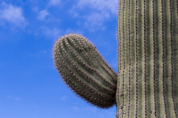 Saguaro branch with blue sky